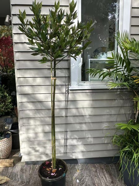laurus nobilis bay tree standard 13L Carousel 1
