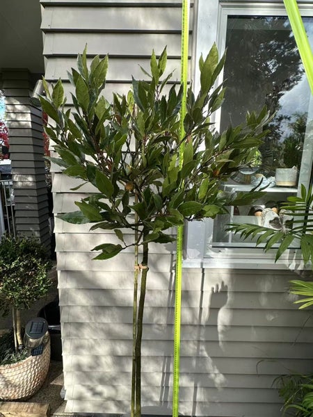 laurus nobilis bay tree standard 13L Carousel 2