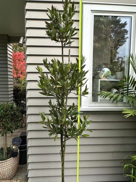 Multi-layered Laurus nobilis Standard - 18L Carousel 2