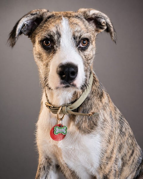 Odin is looking for a loving home Carousel 1