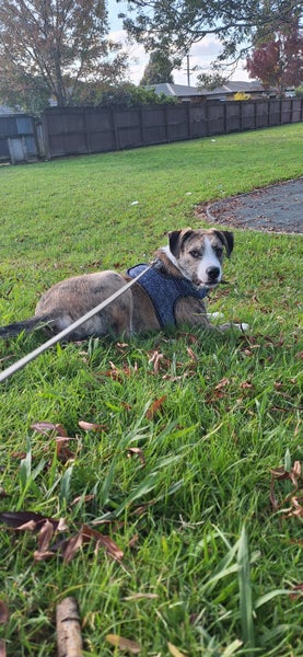 Odin is looking for a loving home Carousel 2