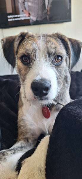 Odin is looking for a loving home Carousel 3