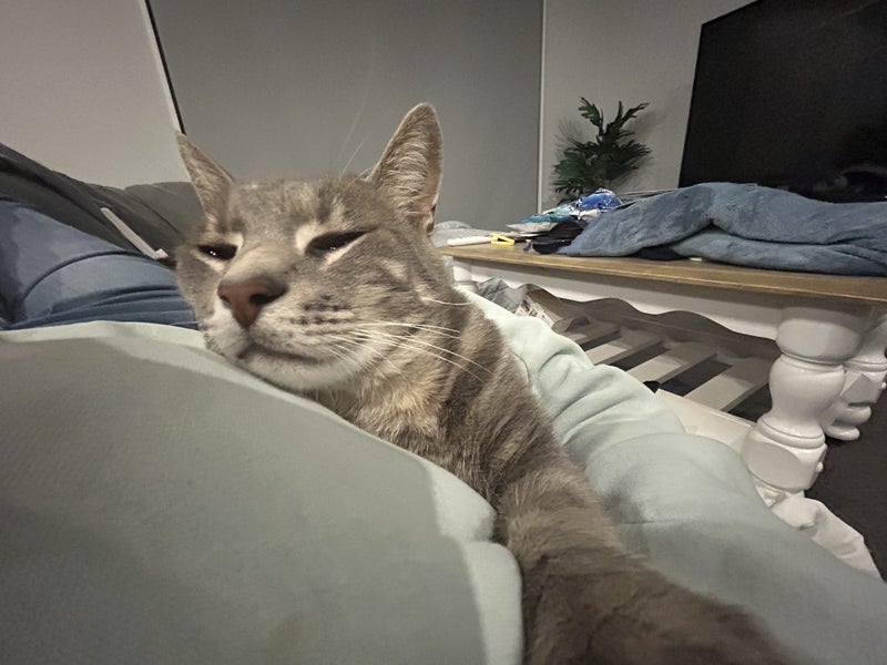 Jonah & Jinx – A Sweet Sibling Duo Looking for Their Person Carousel 2