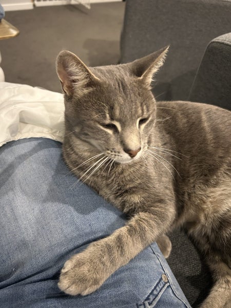 Jonah & Jinx – A Sweet Sibling Duo Looking for Their Person Carousel 19