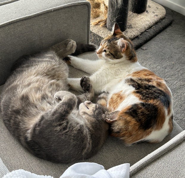 Jonah & Jinx – A Sweet Sibling Duo Looking for Their Person Carousel 1