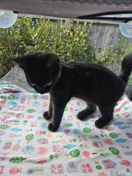 Rescue Kitten "Nova" - a little black panther Carousel 2