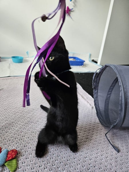Rescue Kitten "Nova" - a little black panther Carousel 1