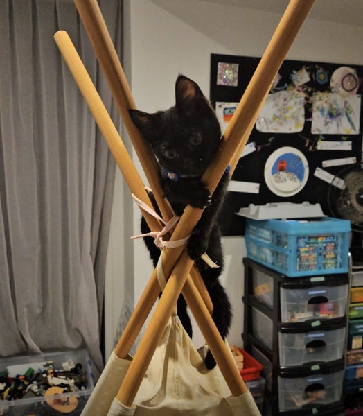Rescue Kitten "Nova" - a little black panther Carousel 7