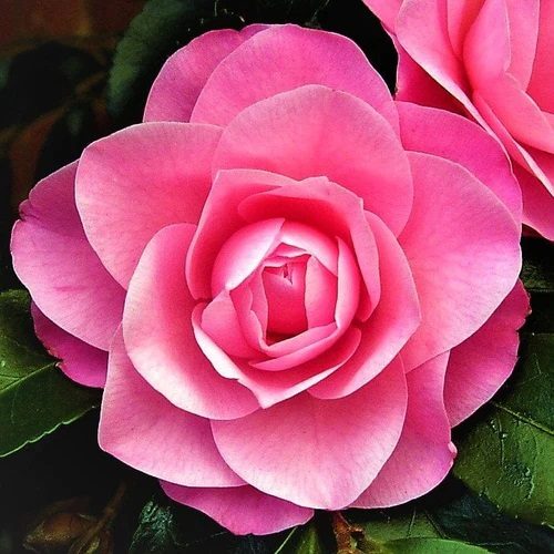 Camellia Nuccio’s Cameo beautiful large formal double soft coral-pink Carousel 1