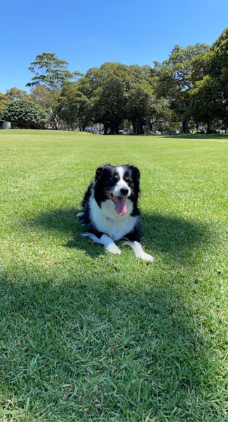 Our gorgeous girl needs a new home Carousel 11
