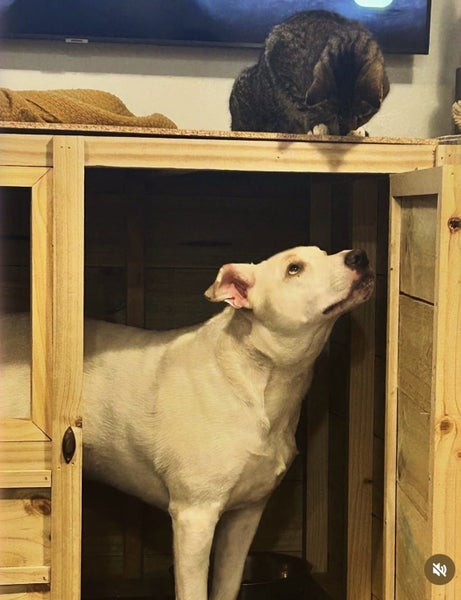 Staffy X - new home needed Carousel 2