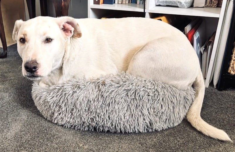 Staffy X - new home needed Carousel 7