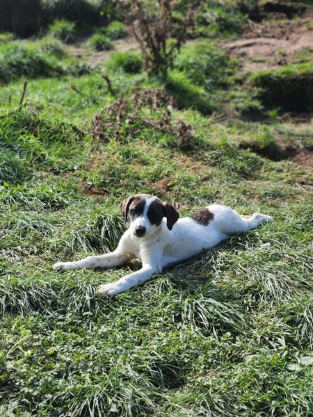 Pig dog pups Carousel 2