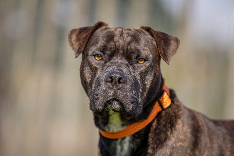 **Tommy** Waipa Animal Control Carousel 1