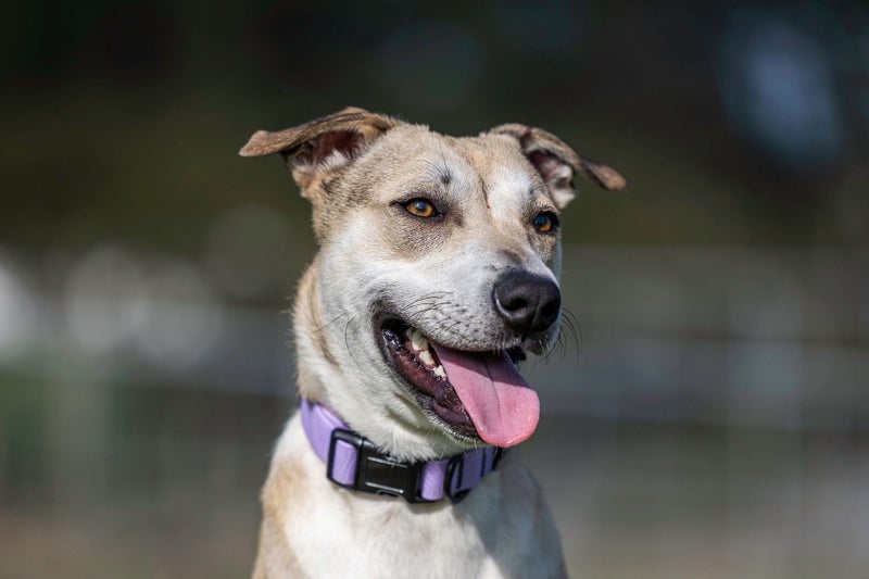 **Ash** Waipa Animal Control Carousel 6