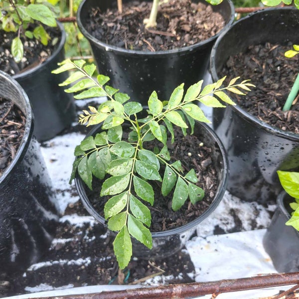 Curry Leaf / Kadi Patta / Daun Kari / Karuveppilai / Murraya koenigii Carousel 3