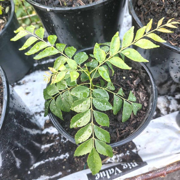 Curry Leaf / Kadi Patta / Daun Kari / Karuveppilai / Murraya koenigii Carousel 1