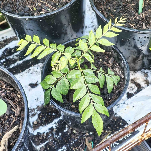 Curry Leaf / Kadi Patta / Daun Kari / Karuveppilai / Murraya koenigii Carousel 2