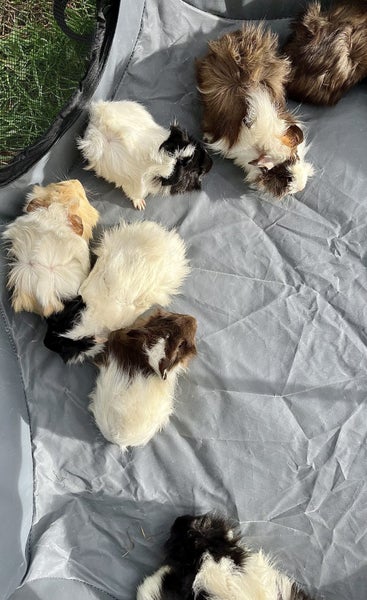Guinea Pigs Carousel 14