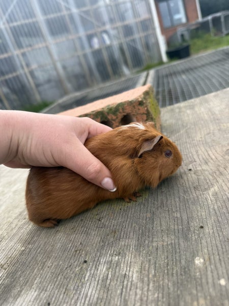 Guineapig babies and parents Carousel 2