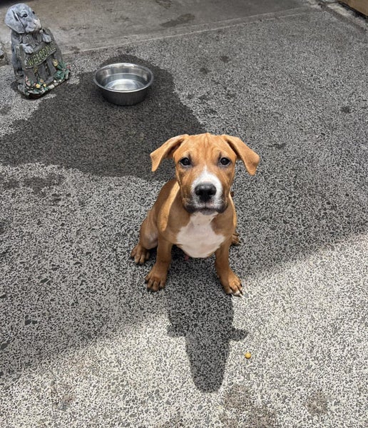 Meet Biscuit's Pup - CHIP Carousel 4