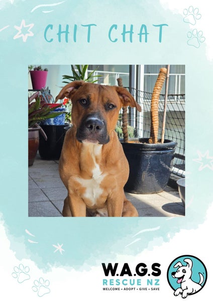 Meet Biscuit's Pup - CHIT CHAT Carousel 1
