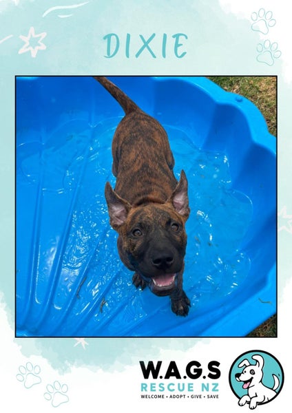 MEET DIXIE - all heart, all people, all in! Carousel 1