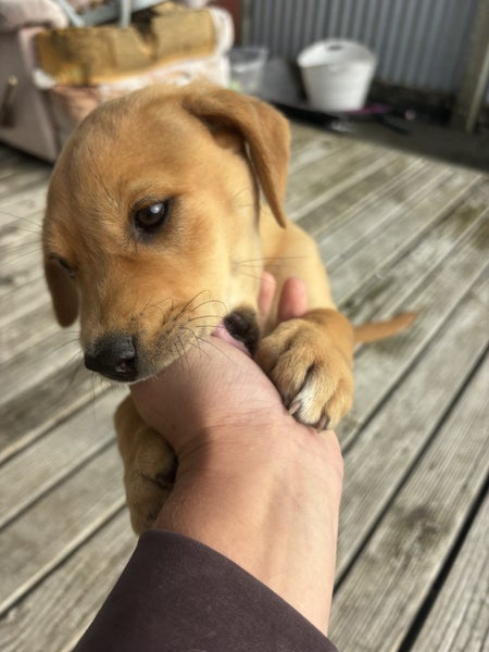Lab x puppy Carousel 2