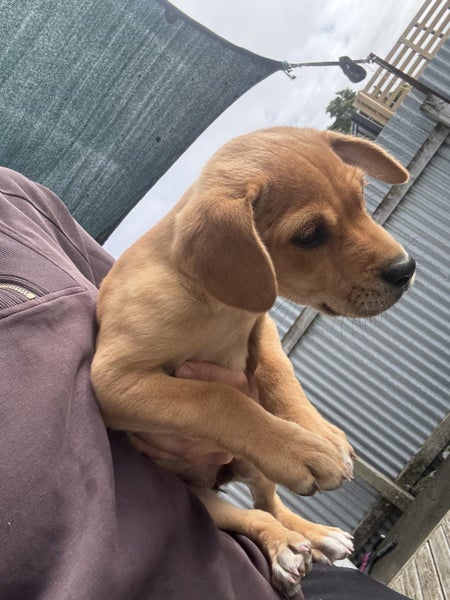 Lab x puppy Carousel 4