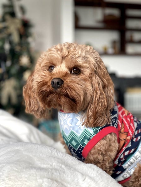 ?? Loving Home Wanted for Tovie – 9-Year-Old Cavoodle ???? Carousel 1