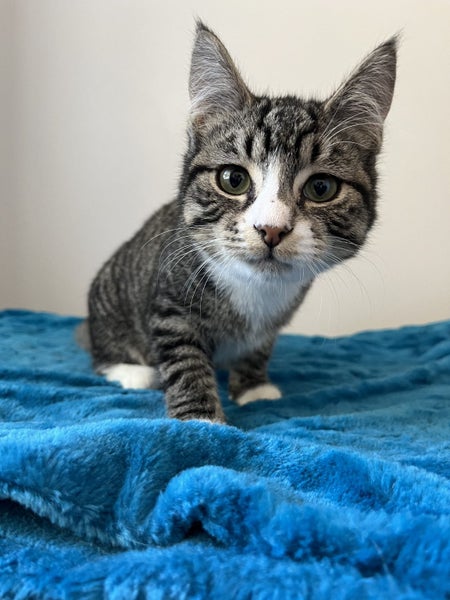 CAT RESCUE CHCH - Ready to Adopt - 7043 Kamari Carousel 1