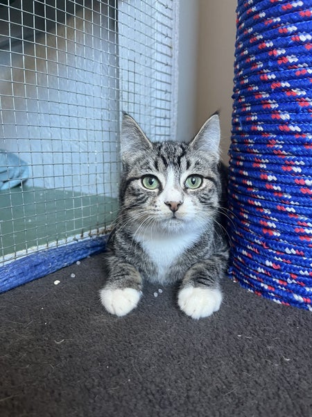 CAT RESCUE CHCH - Ready to Adopt - 7043 Kamari Carousel 6