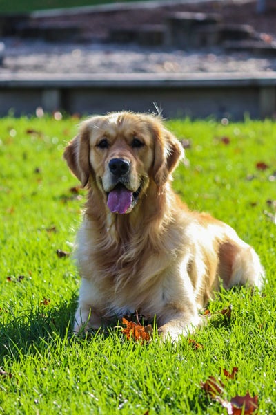 Golden Retriever Stud Carousel 2