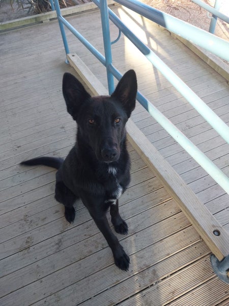 Ace the German Shepherd X Gisborne Pound Dog Carousel 1