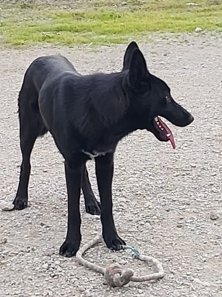 Ace the German Shepherd X Gisborne Pound Dog Carousel 2