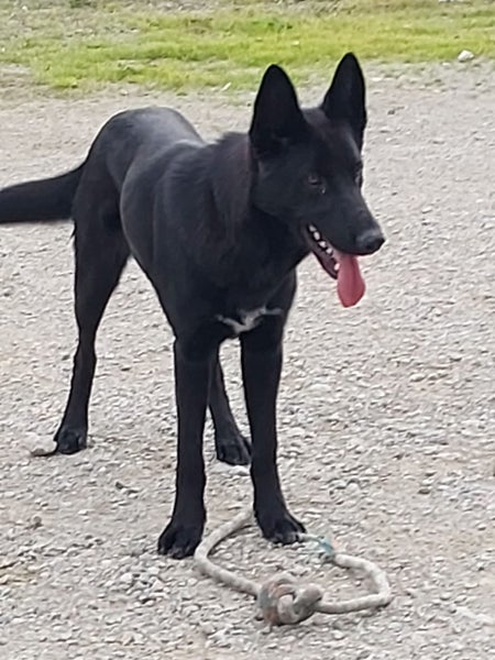 Ace the German Shepherd X Gisborne Pound Dog Carousel 4