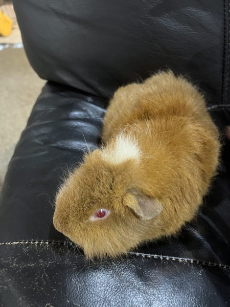 Guinea Pigs ...... Healthy and Happy to good homes Carousel 4