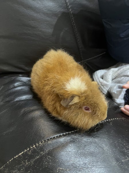 Guinea Pigs ...... Healthy and Happy to good homes Carousel 1