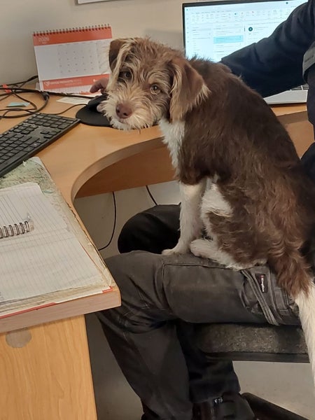 Scruff the Terrier X Gisborne Pound Dog Carousel 1