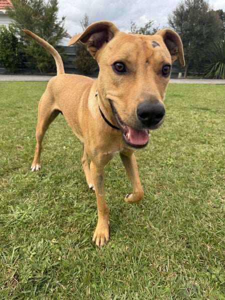 Pancake - BOI Animal Rescue Trust Carousel 1