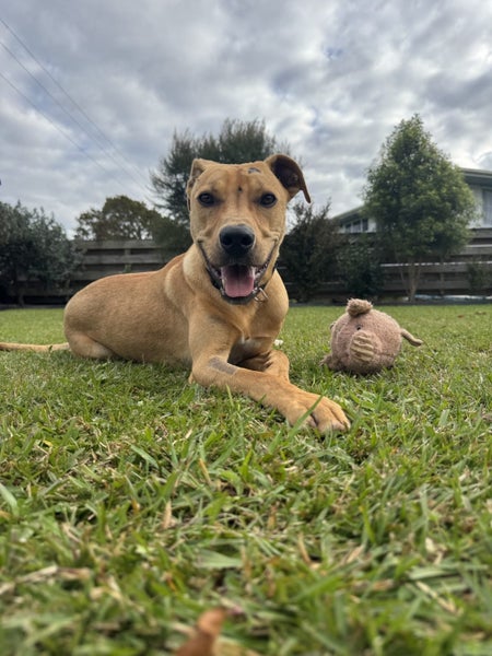 Pancake - BOI Animal Rescue Trust Carousel 2