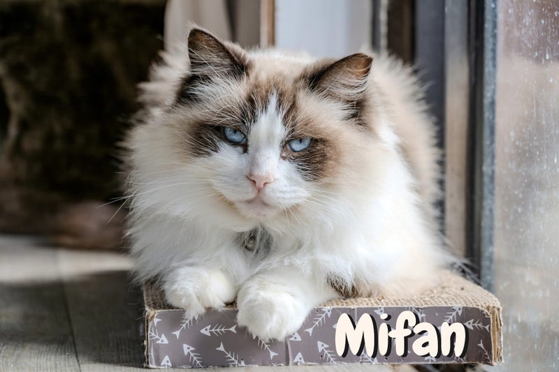 Mifan: Your Future Fluffy Shadow Carousel 1