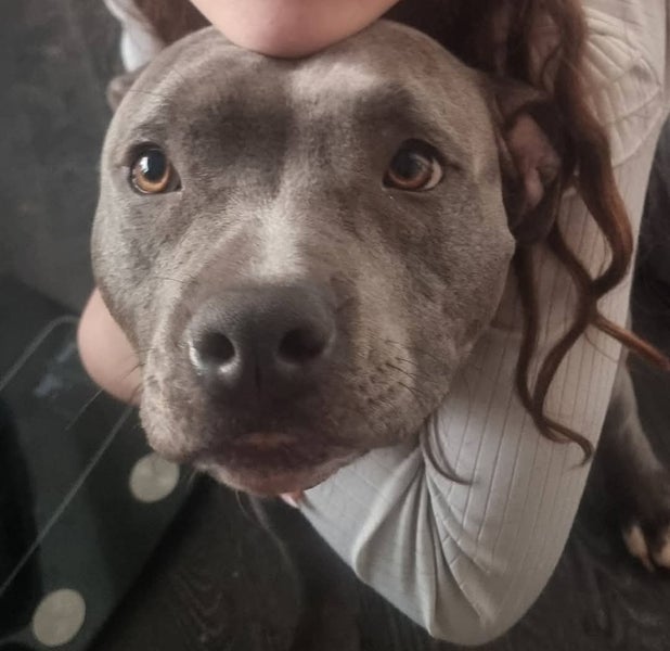 Looking for forever home for blue amstaff 3.5 year old spayed female Carousel 1