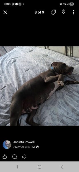 Looking for forever home for blue amstaff 3.5 year old spayed female Carousel 2