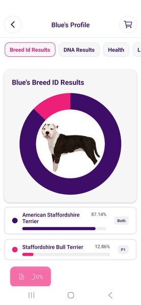 Looking for forever home for blue amstaff 3.5 year old spayed female Carousel 10