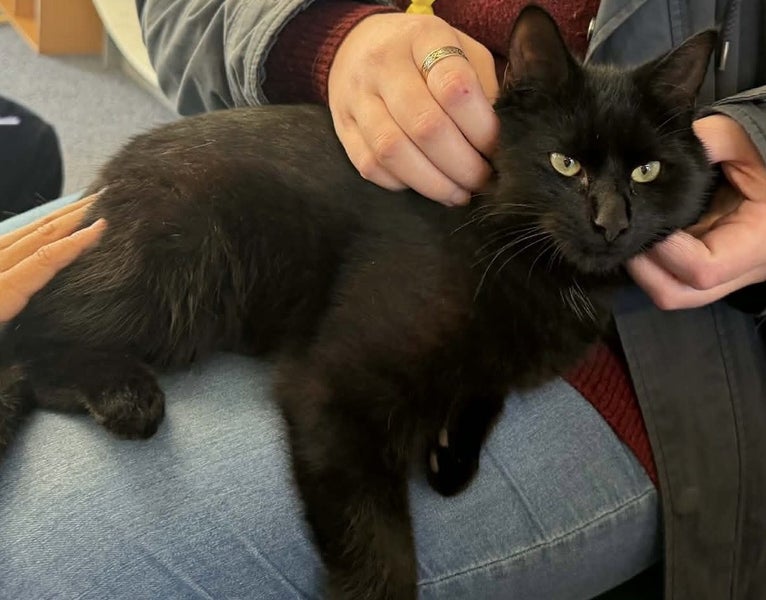 Found Black Cat Carousel 1