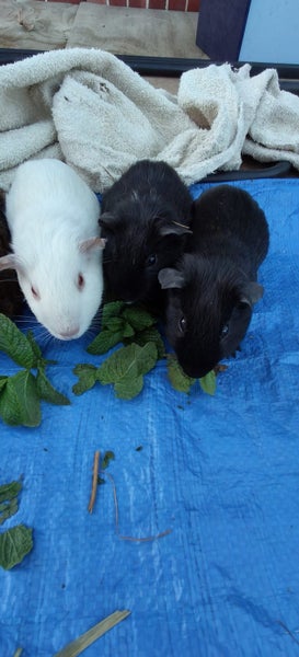 Abysinian Guinea pigs Carousel 1