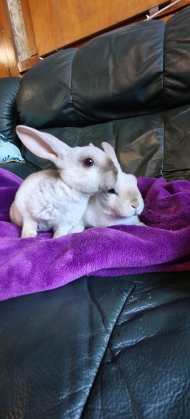 Baby Bunnies Carousel 1