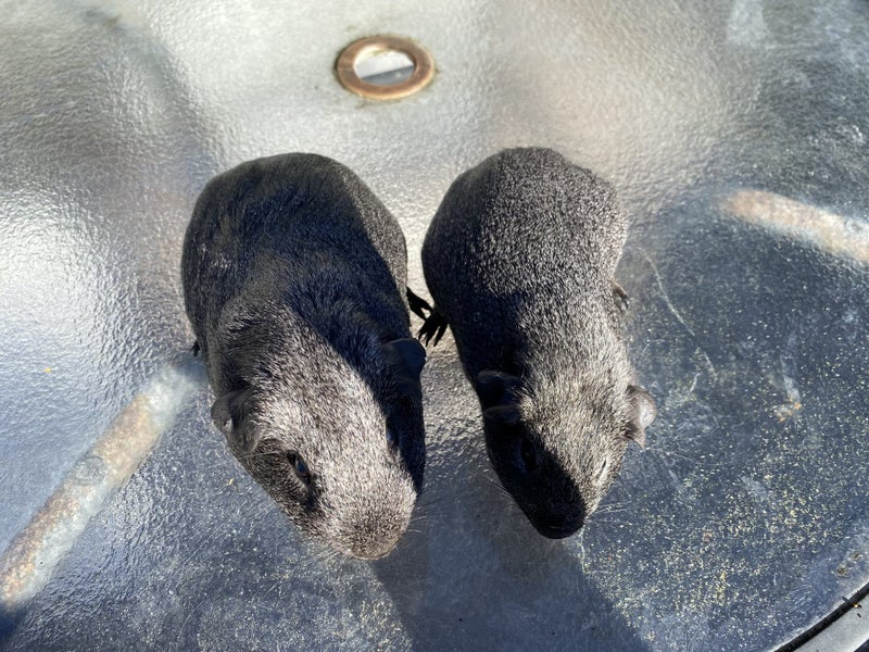 Guinea Pigs for Sale Carousel 2