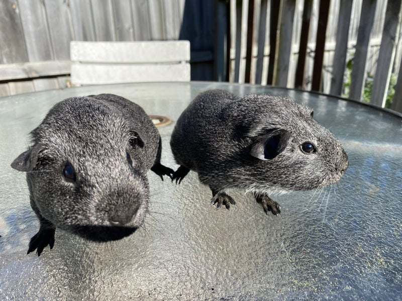 Guinea Pigs for Sale Carousel 4